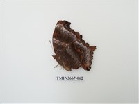 藏品(蛺蝶科(1))的圖片